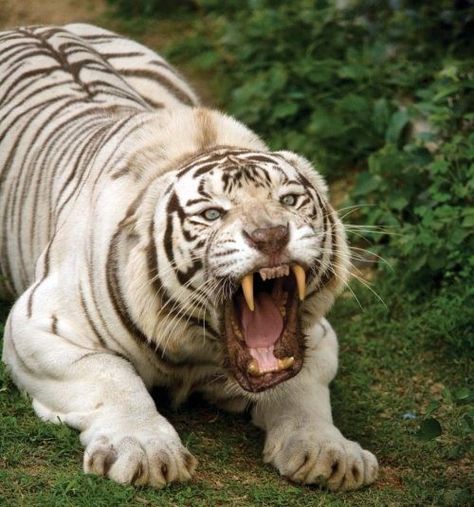 Cat Anatomy, Scary Dogs, Tiger Pictures, Wild Animals Pictures, Dangerous Animals, Most Beautiful Animals, Majestic Animals, White Tiger, Domestic Cat