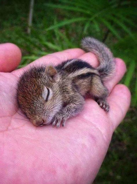 cute babe animal - baby chipmunk Animal Selfies, Baby Chipmunk, Regnul Animal, Cutee Animals, Cele Mai Drăguțe Animale, Psy I Szczenięta, Haiwan Lucu, Pet Ideas