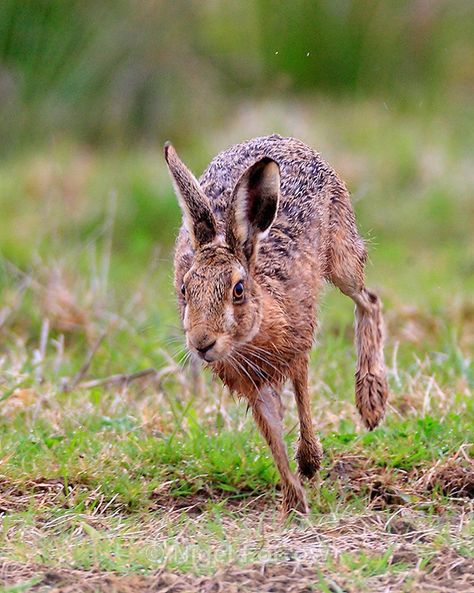 Hare Running, Hare Pictures, Arte Doodle, Rabbit Run, Wild Rabbit, Exposure Compensation, Jack Rabbit, Sweet Animals, Nature Reserve