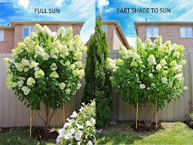 AM Dolce Vita: Limelight Hydrangea Growing Tips Little Lime Hydrangea, Limelight Hydrangeas, Hydrangea Tree, Hydrangea Landscaping, Trees For Front Yard, Panicle Hydrangea, Limelight Hydrangea, Planting Hydrangeas, Beautiful Outdoor Spaces