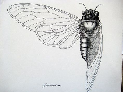 Cicada Art, Cicada Tattoo, Scientific Drawing, Science Illustration, Bug Art, Moth Tattoo, White Drawing, Insect Art, Scientific Illustration