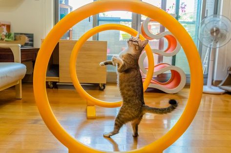 Cat Agility Course, Cat Obstacle Course Home Diy, Cat Obstacle Course Home, Cat Obstacle Course, Homemade Dog Toys, All Cat Breeds, Cat Gym, Friend Things, Obstacle Courses