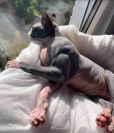 Wojskowy Humor, Chat Sphynx, Muscle Hypertrophy, Hairless Cat, Sphynx Cat, Sphynx, Cute Kittens, Silly Cats, Whippet