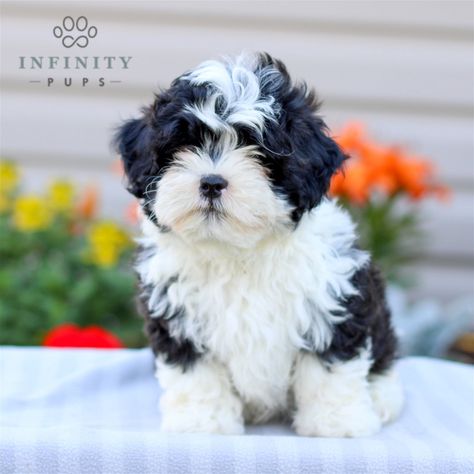 Check out our selection of adorable puppies ready for their new homes! Shihpoo Puppies, Forever Puppy, Puppy Finder, Shih Poo, Puppy Kisses, Mini Poodles, Best Puppies, Adorable Puppies, Puppy Mills