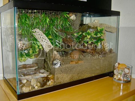 Redesign of Water Dish Area: A neat solution! - HCA: Hermit Crab Association Hermit Crab Cage, Crab Habitat, Hermit Crab Homes, Hermit Crab Habitat, Crab Tank, Pet Aesthetic, Hermit Crab Tank, Frog Habitat, Water Survival