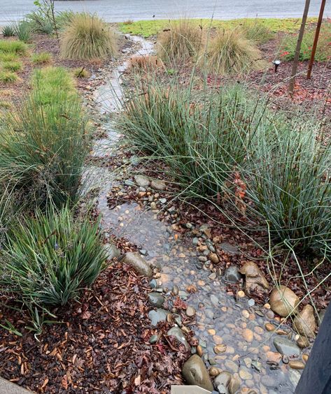 Water Runoff Solutions Rain Garden, How To Build A Rain Garden, Rain Garden Design Front Yards, Pnw Rain Garden, Backyard Rain Garden, Rainscaping Diy, Shade Rain Garden, Rain Gardens Backyard, Rain River Garden