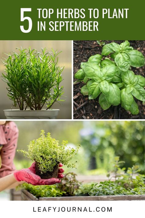 Get your garden ready for fall with these Top 5 Herbs to Plant in September! 🍂 Discover aromatic and flavorful additions to your kitchen garden. Herbs To Plant, Houseplants Decor, Healthy Garden, Herbs Indoors, House Plant Care, Gardening Gloves, Ready For Fall, Garden Pests, Lemon Balm