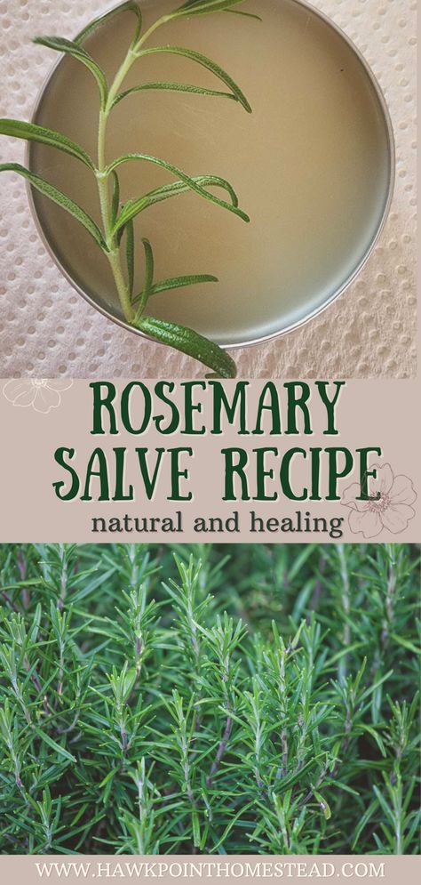 This recipe for homemade rosemary salve is so easy and makes a delightful salve that can be used to sooth, heal and moisturize your skin. Rosemary is known to potentially have several health and skin benefits. Rosemary oil may reduce joint inflammation, pain relief, relieve dry skin and other skin conditions, increase circulation and repel certain bugs. Rosemary is a versatile herb with many possible positive effects on the skin, which is why it is an ingredient in many creams and salves. Red Clover Salve Benefits, Rosemary Salve, Herbal Salve Recipes, Homemade Salve, Nature Healing, Herbal Medicine Recipes, Wild Herbs, Herbal Remedies Recipes, Increase Circulation