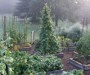 Vegetable Garden Raised Beds, Building A Raised Garden, Garden Vines, Plants Growing, Potager Garden, Veg Garden, Have Inspiration, Vegetable Garden Design, Mosaic Garden