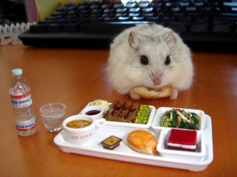 A candid shot of an irritable hamster on a lunch break. | 25 Pictures That Will Make Your Day A Little Cuter Teddy Hamster, Baby Hamster, Hamster Eating, Funny Hamsters, A Hamster, Gerbil, Cute Hamsters, Hamsters, Cute Creatures