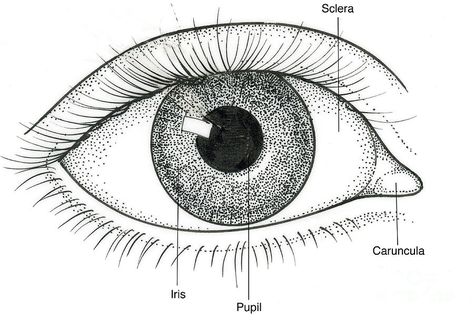 Human Eye Drawing, Eye Illustration, Eyes Drawing, Human Eye, Eye Drawing, Image Illustration, Google Images, Art Inspiration, Stock Images