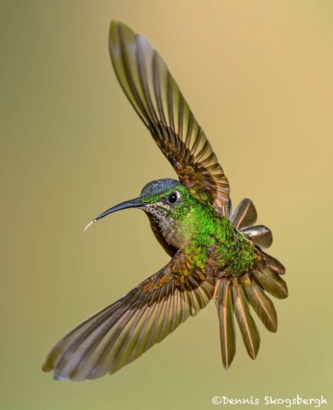 Hummingbird Front View, Fancy Birds, Hummingbird Migration, Hummingbirds Photography, Birds Photography Nature, Hummingbird Pictures, Bear Drawing, Hummingbird Art, Bird Wings