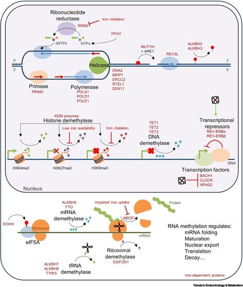 Iron deficiency is globally prevalent, causing an array of developmental, haematological,  immunological, neurological, and cardiometabolic impairments, and is associated with  symptoms ranging from chronic fatigue to hair loss. Within cells, iron is utilised  in a variety of ways by hundreds of different proteins. Here, we review links between  molecular activities regulated by iron and the pathophysiological effects of iron  deficiency. We identify specific enzyme groups, biochemical pathways, cell Biochemical Pathways, Neuron Structure, Science Cells, Nucleic Acid, Iron Deficiency, Cell Biology, Plant Science, Medical Science, Physical Science