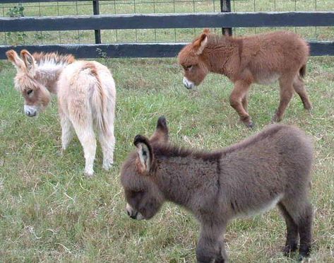 Cottage Animals, Donkey Pics, Baby Donkeys, Baby Donkey, Mini Donkey, Miniature Donkey, Cute Donkey, A Donkey, Animal Photo