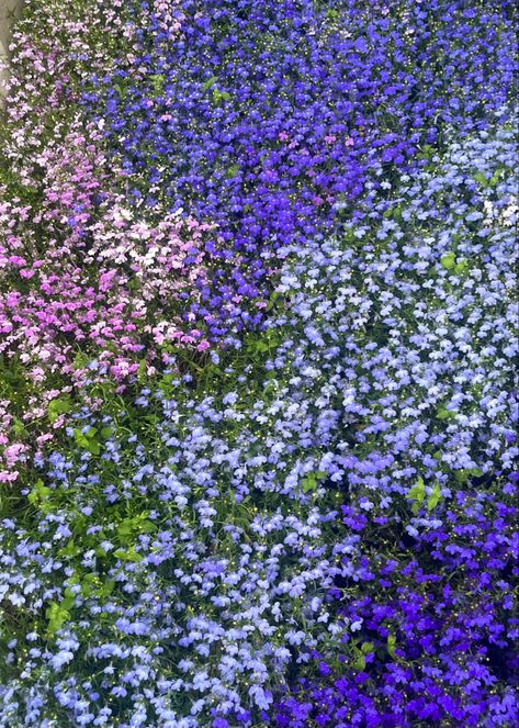 Love for lobelia Grandmas Flowers, Nyc Garden, Lobelia Flowers, Spring Planting, Spring Plants, All Flowers, Garden Flowers, Raised Beds, My Flower