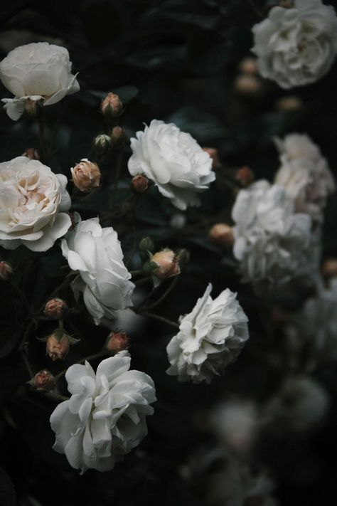 Disney Instagram, Landscape Illustration, Dark Floral, Pretty Flowers, White Roses, In The Dark, Flower Power, Aesthetic Pictures, White Flowers