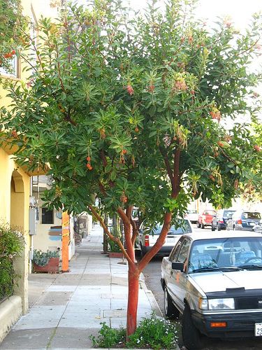 Arbutus unedo 'Marina' Arbutus Marina, Feature Tree, Arbutus Unedo, Strawberry Tree, Bark Texture, Street Trees, Planting Plan, Specimen Trees, Garden Shrubs