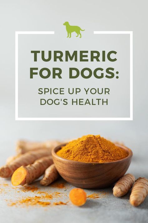 This popular spice can be found in many recipes for us humans, but what are the benefits for dogs? Tumeric For Dogs Recipe, Tumeric For Dogs Benefits Of, Garlic For Dogs, Tumeric For Dogs, Turmeric For Dogs, Diet Healthy Food, Food For Dogs, Benefits Of Turmeric, Healthy Dog Treats Homemade