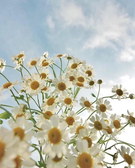 Matricaria Flower, Soft Flowers, Blue Sky, Dandelion, Grapes, Sunflower, Daisy, Plants, Flowers