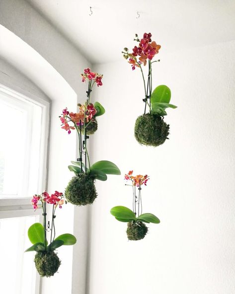 Kokedama Ideas, Orchid Interior Design, Clay Orchid Pots, Orchid Interior, Hanging Orchid, Indoor Orchids, Orchid Flower Arrangements, Air Cleaning Plants, Orchid Centerpieces