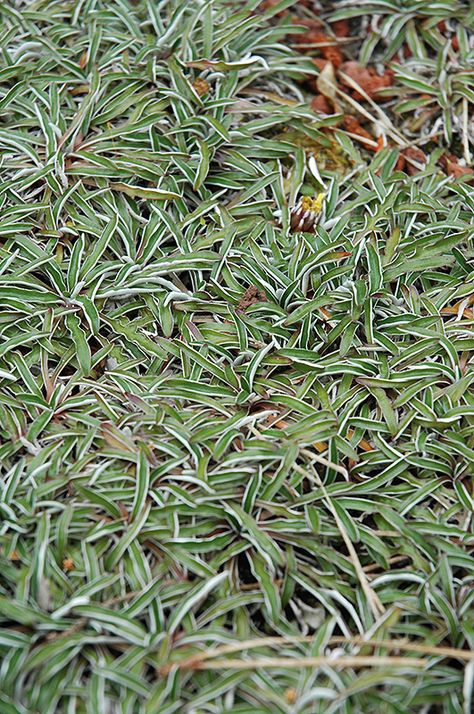 Dymondia margaretae Dymondia Margaretae, Low Water Landscaping, Silver Carpet, Drought Tolerant Garden, Getty Center, Drought Tolerant Landscape, Garden Centers, Full Size Photo, Garden Help