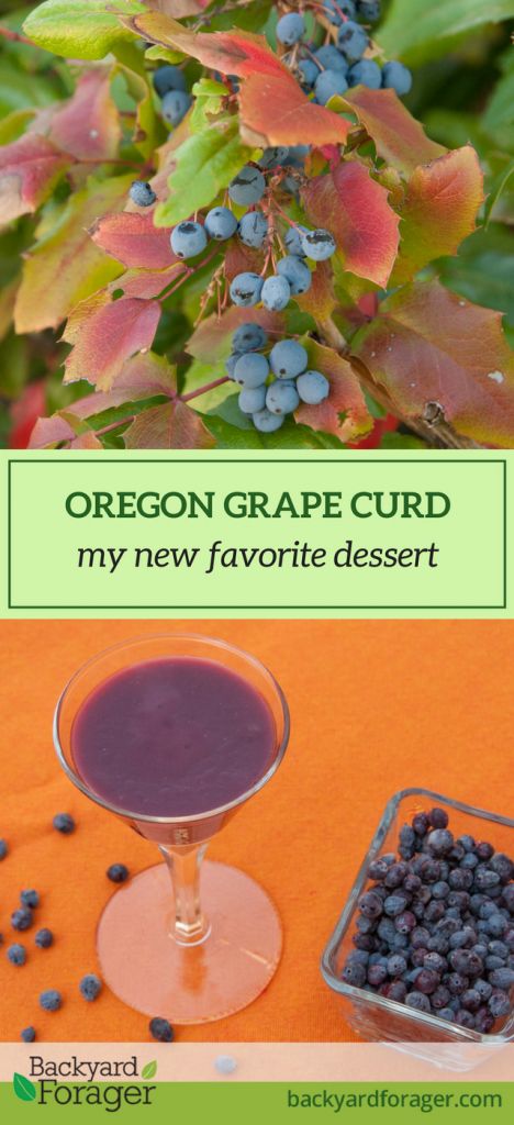 Oregon Plants, Foraged Recipes, Apple Desert, Wild Grapes, Oregon Grape, British Desserts, Fantasy Food, Foraging Recipes, Grape Recipes