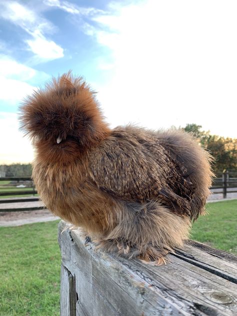 Partridge silkies come in a few different colors. This is Lil Beauty❤️ Silkies Chickens, Partridge Silkie Chicken, Silkie Chickens Colors, Silkie Chickens, Chicken Life, Beautiful Chickens, Crazy Chicken Lady, Baby Chickens, Poultry Farm