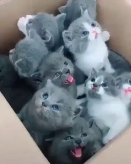 Box Of Kittens, Hoodie Reference, Cutest Cats Ever, Animal Anime, Anime Nails, Cute Little Kittens, Cat Animal, Cat Hoodie, Baby Kittens