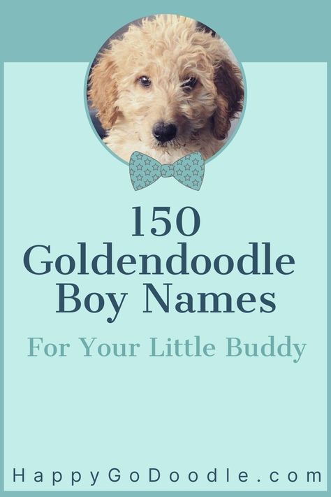 150+ Goldendoodle Boy Names You'll Fall in Love With Names For Goldendoodles, Boho Dog Names, Dog Boy Names, Male Puppy Names, Boy Puppy Names Unique, Male Dog Names Unique, Creative Dog Names, Puppy Names Unique