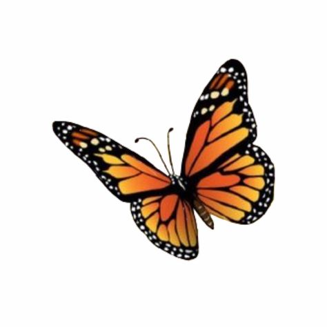 Butterfly Widget, Orange Moodboard, Gold Icons, Samsung Phone Wallpaper, Orange Phone, The Color Orange, Cool Backgrounds Wallpapers, Orange Butterfly, Phone Icons