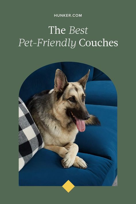 Pet-friendly furniture is the key to keeping you, your pets, and your home happy. With the help of a few experts, check out our guide to finding the best couches for pets. #hunkerhome #couchideas #petfriendlycouch #petfriendlysofa #petfriendlysofa Best Dog Friendly Couches, Best Couches For Dog Owners, Pet Friendly Living Room, Best Couches, Dog Friendly Furniture, Mini Home Gym, Pet Friendly Furniture, Types Of Couches, Home Decor Ideas Kitchen