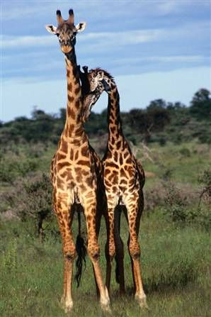 A cute gay giraffe couple after getting married in Iowa ♥ Giraffe Couple, Giraffe Pictures, Magical Nature, Nature Tour, List Of Animals, Arusha, Out Of The Closet, Cute Giraffe, San Diego Zoo