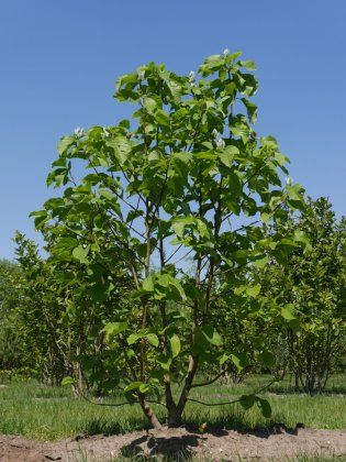 Magnolia Acuminata, Tree Growing, Magnolia Trees, Growing Tree, Back Garden, Nurseries, Blue Opal, Magnolia, Opal