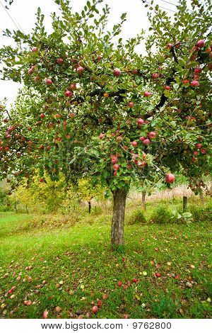 9762800 Harvest Pictures, Tree Of Life Images, Orchard Garden, Apple Trees, Children's Garden, Apple Orchard, Apple Tree, Apple Pie, Tree Of Life