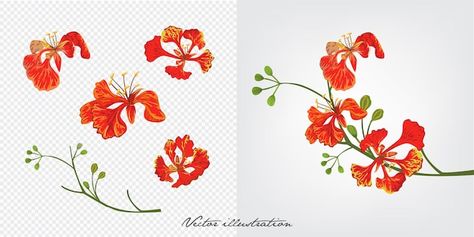 Poinciana Flower, Flower Vector Illustration, Royal Poinciana, Flower Vector, Flower Outline, Outline Drawing, 3d Text Effect, Hand Drawn Flowers, Outline Drawings