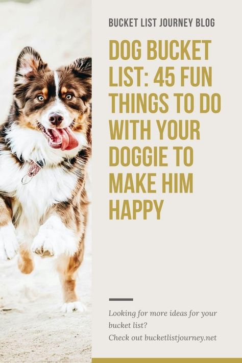 Dog Bucket List, Expensive Dogs, Bored Dog, Dog Enrichment, Best Dog Training, Fun Activities To Do, Dog Activities, Old Dogs, Senior Dog