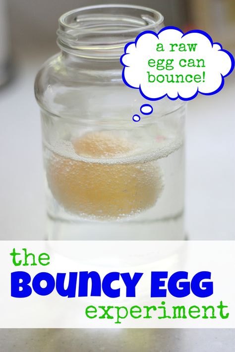 Put a raw egg in vinegar let it sit for 3 days. Fun addition to Humpty Dumpty. Science Fair Projects For Elementary, Animal Science Projects, Bouncy Egg Experiment, Egg In Vinegar, Egg Experiment, Bouncy Egg, Rubber Egg, Egg Experiments, Cool Science Fair Projects