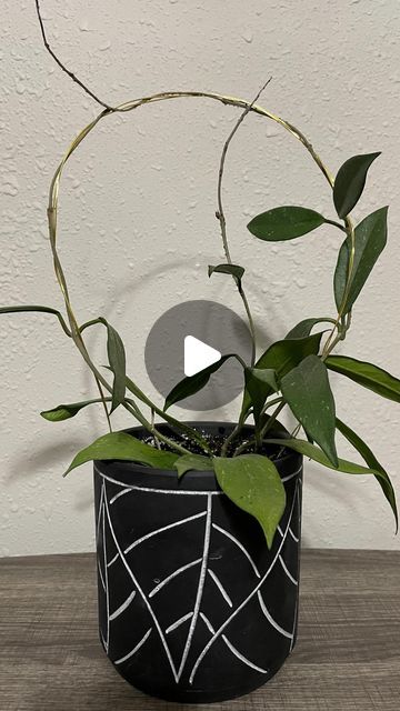 Ashley on Instagram: "Decided to make a trellis for my hoya! I think it turned out pretty cute. I used some 20 gauge wire I had in my crafting supplies. I cut the wire double the length I needed, bent the wire in half and twirled it together to put in the pot. Then wrapped the hoya around the wire until I liked the way it looked! . . . . . #hoya #plant #plantreels #diy #houseplants #craft #indoorplants #plantdecor #plantdesign #plantlife #plantcollection #plantcollector #instaplant #plantst Make A Trellis, Hoya Plant, Crafting Supplies, Plant Collection, The Wire, Plant Design, Pretty And Cute, Plant Life, Plant Decor