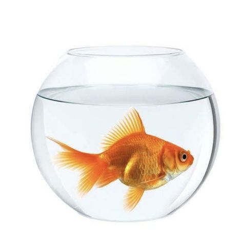 Fish Bowl Decorations, Oranda Goldfish, Transparent Fish, Oscar Fish, Glass Fish Bowl, Fish Background, Cichlid Fish, Free Cosplay, Donut Vector