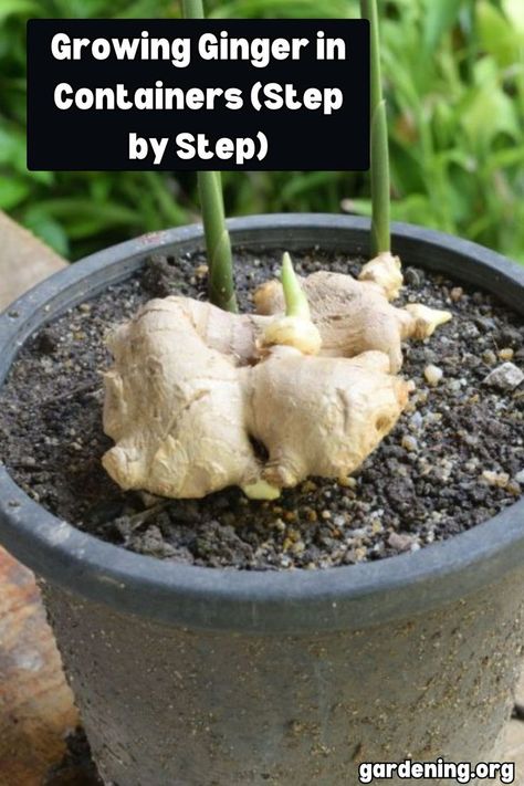 Discover the joys of growing ginger in containers with this step-by-step tutorial that will have you harvesting fresh ginger right from your own home. Let's get planting! Growing Ginger From Scraps, Growing Ginger, Ginger Plant, Indoor Herb Garden, Home Vegetable Garden, Container Gardening Vegetables, Food Garden, Garden Pests, Veggie Garden