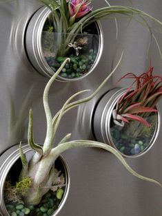 Air Plant Fridge Magnets | HGTV Air Plants Diy, Air Plant Garden, Plant Display Ideas, Air Plants Decor, Hgtv Garden, Air Plants Care, Plant Terrarium, Air Plant Display, Air Plant Terrarium