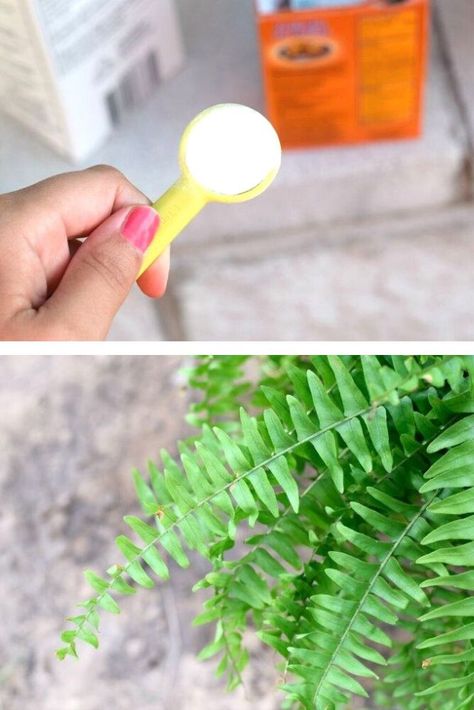 Homemade Plant Food For Indoor Plants, Homemade Plant Food For Flowers, Diy Plant Food Houseplant, Diy Plant Food, Plant Food Diy, Homemade Plant Food, Peace Plant, Organic Plant Food, Potted Ferns