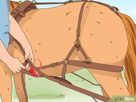 How to Harness a Horse: 15 Steps (with Pictures) - wikiHow Mane Braids, Horse Mane Braids, Equine Veterinary, Horse Behavior, Horse Lessons, Carriage Driving, Horse Harness, Horse Mane, Morgan Horse