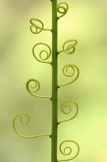 fern. (Baby bean stock, in a few weeks it will be sturdy enough to climb) --This world is really awesome. The woman who make our chocolate think you're awesome, too. Our flavorful chocolate is organic and fair trade certified. We're Peruvian Chocolate. Order some today on Amazon!http://www.amazon.com/gp/product/B00725K254 Bean Stalk, Spirals In Nature, Fibonacci Spiral, Agaves, Seed Pods, Natural Forms, Honeydew, Patterns In Nature, Nature Design