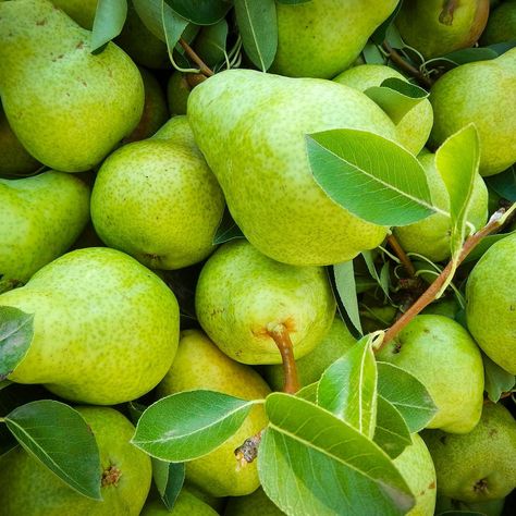 Pear Green Aesthetic, Fresh Pear Recipes, Pear Cobbler Recipe, Pear Orchard, Pear Cobbler, Pear Varieties, Christmas Pear, Pear Preserves, Easy To Digest Foods