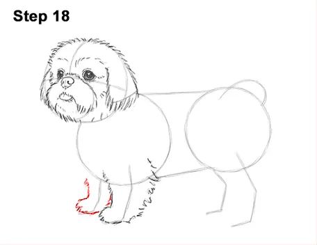 Draw Shih Tzu Dog 18 Dog Shih Tzu, Dog Drawing Tutorial, Draw A Dog, Chien Shih Tzu, Cute Dog Drawing, Shih Tzu Grooming, Dog Sketch, 강아지 그림, Popular Cartoons