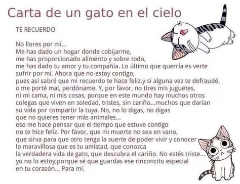 Carta de un gato en el cielo Gato Angel, Living With Cats, Funny Cat Wallpaper, Cat Cafe, Cat Wallpaper, Love Pet, New Love, Bull Terrier, Cat Love