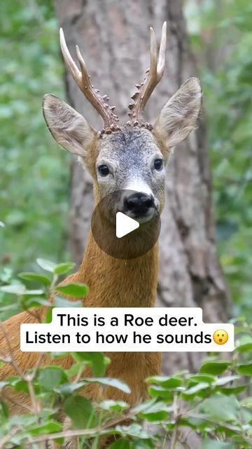 Wildlife Rescuers on Instagram: "The Roe deer is a graceful and medium-sized species native to Europe and Asia. Known for its reddish-brown fur and distinctively short antlers, the Roe deer is a herbivorous creature that thrives in diverse habitats, from woodlands to open fields. A captivating fact is their unique behavior called “pronking,” where they leap and bounce in a playful manner, especially during the mating season. Despite their delicate appearance, Roe deer are agile and quick, relying on their keen senses to detect predators and navigate their surroundings efficiently. Video by @rosierockets Feel free to explore the gallery of this page, where you can express your support, admiration, and indulge in more amazing wildlife photography. #wildlife #wildanimals #nature #naturelov Big Deer, Roe Deer, Brown Fur, Beautiful Bugs, Wildlife Photography, Sea Creatures, Animals Wild, Deer, Puppies