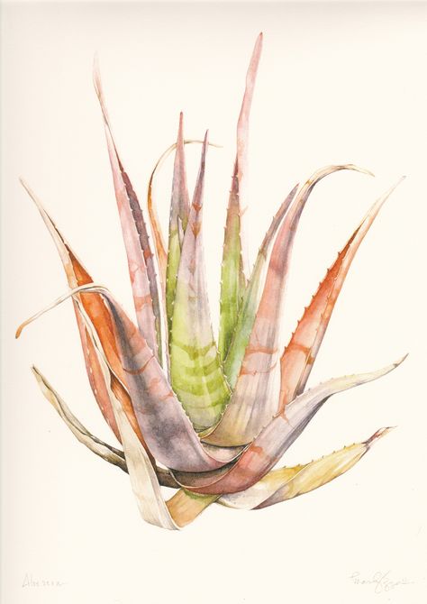 MARLY BEYER | ILLUSTRATION Aloe Watercolor, Aloe Art, Cactus Photos, Plant Drawings, Agave Cactus, Watercolor Beginner, Kris Kristofferson, Plant Tattoo, Illustrator Art