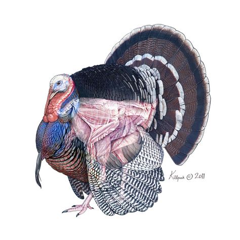 Anatomy Turkey Anatomy, Bird Anatomy, Turkey Bird, Turkey Art, Turkey Hunting, Wild Turkey, Medical Illustration, Wildlife Art, Surgery